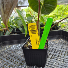 Load image into Gallery viewer, Anthurium Red Beauty, Exact Plant Ships Nationwide
