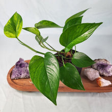 Load image into Gallery viewer, Epipremnum Aureum Jessenia Pothos Variegated 4&quot; pot, ships nationwide

