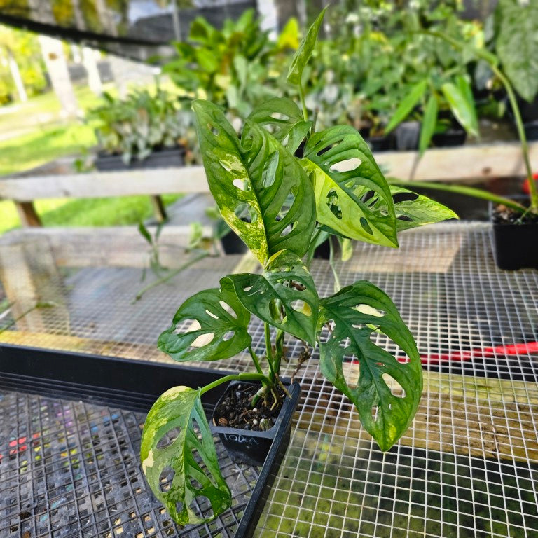 Monstera Adansonii Aurea, Exact Plant Variegated Ships Nationwide