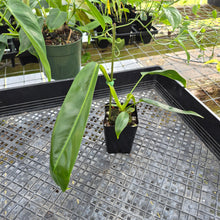 Load image into Gallery viewer, Philodendron Patriciae, Exact Plant Ships Nationwide
