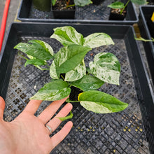 Load image into Gallery viewer, Epipremnum Pinnatum Marble, Exact Plant Variegated triple plant pot Ships Nationwide
