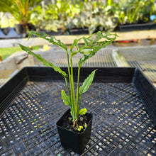 Load image into Gallery viewer, Monstera Obliqua Peru, Exact Plant Ships Nationwide
