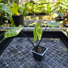 Load image into Gallery viewer, Alocasia Macrorhizza Black Stem, Exact Plant Variegated
