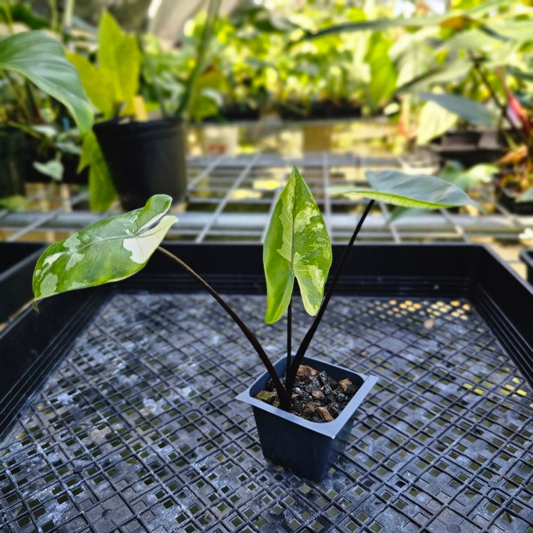 Alocasia Macrorhizza Black Stem, Exact Plant Variegated