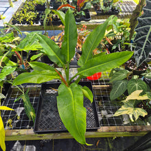 Load image into Gallery viewer, Philodendron Giant Orlando, Exact Plant Ships Nationwide
