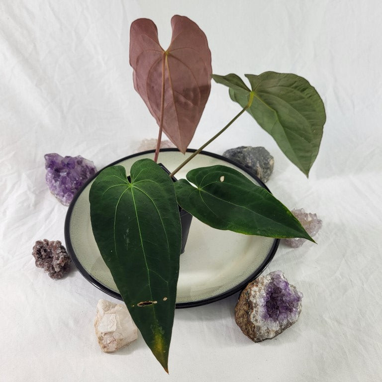 Anthurium Ace Of Spades X Papillilaminum, Exact Plant
