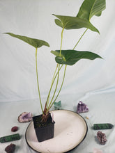 Load image into Gallery viewer, Anthurium Decipiens, Exact Plant
