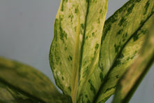Load image into Gallery viewer, Variegated Aglaonema Silver Queen Ice Queen Exact Plant
