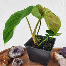 Load image into Gallery viewer, Philodendron Verrucosum Pseudoverrucosum Croat 4&quot; pot, Fedex 2 day*

