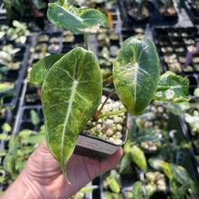 Load image into Gallery viewer, Alocasia Longiloba Grandis Aurea Variegated 2.5" pot, Fedex 2day*
