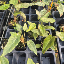 Load image into Gallery viewer, Alocasia Pink Dragon Mint Variegated 2.5" pot, Fedex 2day*
