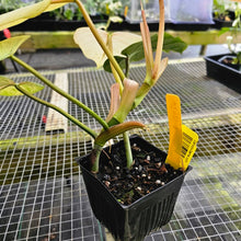 Load image into Gallery viewer, Philodendron Whipple Way, Exact Plant Variegated Ships Nationwide
