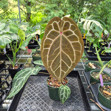 Load image into Gallery viewer, Anthurium Red Crystallinum Doc Block exact plant, Fedex 2day*
