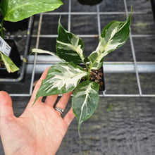 Load image into Gallery viewer, spathiphyllum galaxy, Exact Plant Variegated Ships Nationwide
