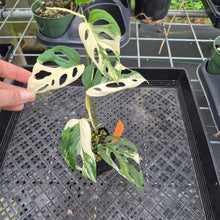 Load image into Gallery viewer, Monstera Adansonii Laniata Albo Variegated exact plant, Fedex 2day*
