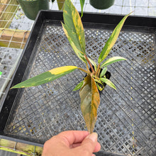 Load image into Gallery viewer, Philodendron Caramel Marble, Exact Plant Variegated Ships Nationwide
