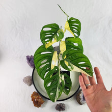 Load image into Gallery viewer, Monstera Adansonii Albo Tricolor, Exact Plant Variegated
