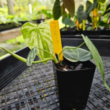 Load image into Gallery viewer, Philodendron Hederaceum, Heart Leaf, Exact Plant Variegated Ships Nationwide
