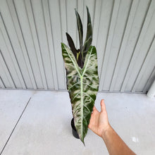 Load image into Gallery viewer, Alocasia Longiloba, Denudata, Exact Plant X-Large
