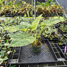 Load image into Gallery viewer, Philodendron Giganteum Blizzard Variegated exact plant, Fedex 2day*
