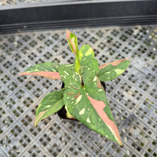 Load image into Gallery viewer, Syngonium Red Spot Tricolor Variegated exact plant, Fedex 2day*
