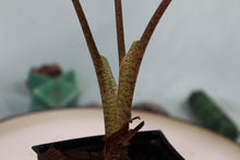 Load image into Gallery viewer, Alocasia Pseudosanderiana Exact Plant
