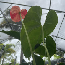 Load image into Gallery viewer, Anthurium Shibori Koi "orange speckled" exact plant, Fedex 2day*
