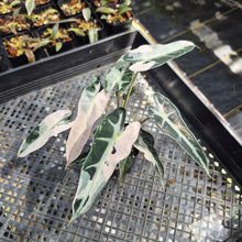 Load image into Gallery viewer, Alocasia Bambino Arrow Pink variegated exact plant, Fedex 2day*
