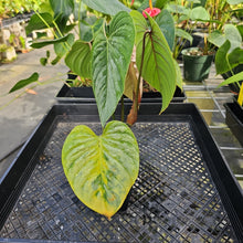Load image into Gallery viewer, Philodendron Sodiroi True Form, Exact Plant Ships Nationwide
