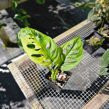 Load image into Gallery viewer, Monstera Adansonii Aurea, Exact Plant Variegated Ships Nationwide
