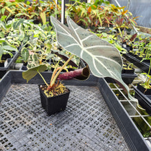 Load image into Gallery viewer, Alocasia Longiloba Grandis x Sanderiana 'Mark Campbell' exact plant, Fedex 2day*
