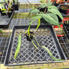 Load image into Gallery viewer, Philodendron Holtonianum Variegated, Exact Plant Ships Nationwide
