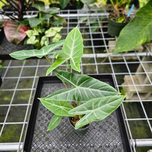 Load image into Gallery viewer, Alocasia Longiloba, Lowii, Argyreia, Exact Plant
