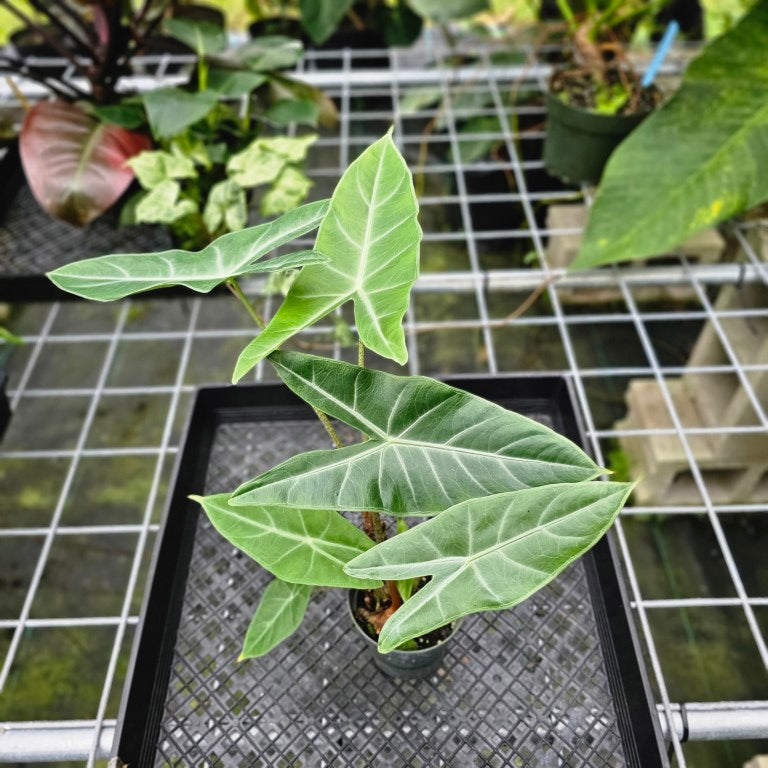 Alocasia Longiloba, Lowii, Argyreia, Exact Plant