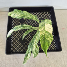 Load image into Gallery viewer, Rhaphidophora Megasperma Variegated exact plant, Fedex 2day*
