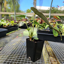 Load image into Gallery viewer, Anthurium Moodeanum, Exact Plant
