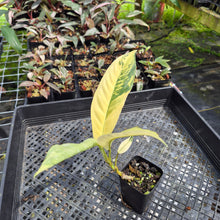 Load image into Gallery viewer, Rhaphidophora Lobbii Variegated exact plant, Fedex 2day*
