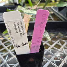 Load image into Gallery viewer, Alocasia polly snowflake pink variegated, Exact Plant Ships Nationwide.
