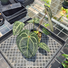 Load image into Gallery viewer, Anthurium Red Crystallinum Doc Block exact plant, Fedex 2day*
