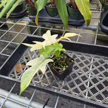 Load image into Gallery viewer, Philodendron Florida Ghost, Exact Plant Ships Nationwide
