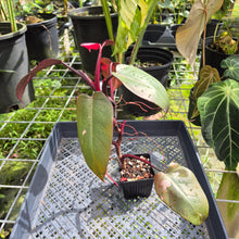 Load image into Gallery viewer, Philodendron Pink Princess, Exact Plant Variegated Ships Nationwide
