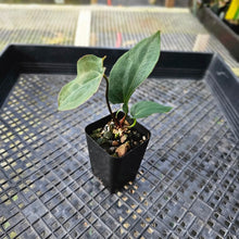 Load image into Gallery viewer, Anthurium Ace Of Spades X Papillilaminum, Exact Plant Ships Nationwide
