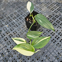 Load image into Gallery viewer, Scindapsus Blue Albo, Exact Plant Variegated Ships Nationwide
