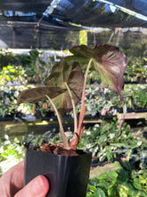 Load image into Gallery viewer, Alocasia Venom 2.5" pot, Fedex 2day*
