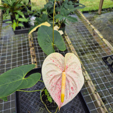 Load image into Gallery viewer, Anthurium Peppermint Splash, Shibori AFF, speckled , Ships Nationwide
