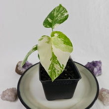 Load image into Gallery viewer, Monstera Borsigiana Albo Deliciosa, Exact Plant Variegated Ships Nationwide
