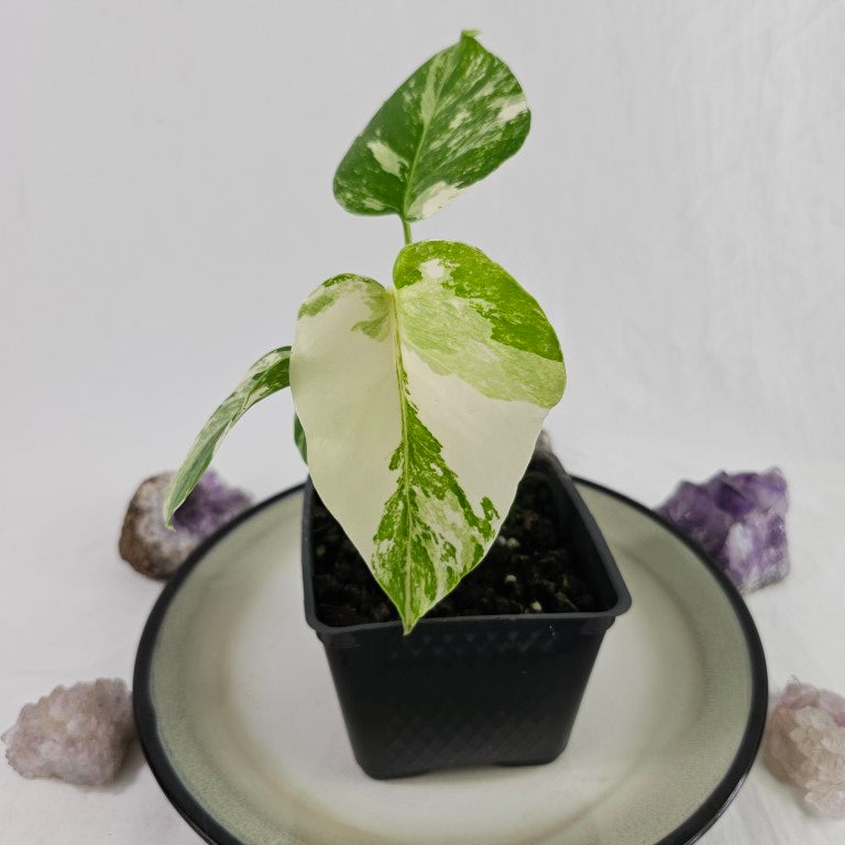 Monstera Borsigiana Albo Deliciosa, Exact Plant Variegated Ships Nationwide