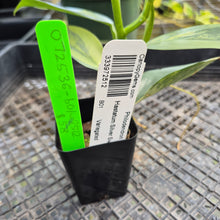Load image into Gallery viewer, Philodendron Hastatum Silver Sword, Exact Plant Variegated Ships Nationwide
