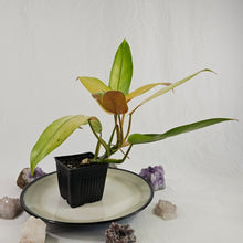Load image into Gallery viewer, Philodendron Whipple Way, Exact Plant Variegated Ships Nationwide
