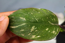 Load image into Gallery viewer, Variegated Philodendron Red Anderson Exact Plant
